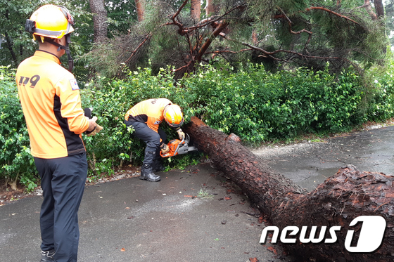 24일 오후 강원 강릉시 초당동 한 도로에 강풍으로 인해 나무가 넘어져 119소방대원이 전기톱으로 제거하고 있다. (강원도소방본부 제공)
