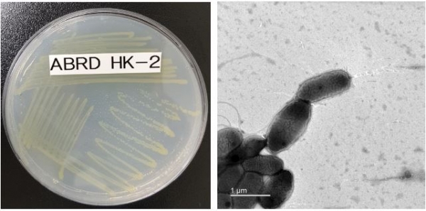 프탈레이트 분해활성이 우수한 미생물 노보스핑고비움 플루비(ABRDHK-2) (왼쪽: 확대 전, 오른쪽: 확대 후)