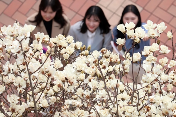 포근한 봄 날씨가 계속되는 5일 대구 북구 복현동 영진전문대학에서 학생들이 활짝 핀 목련을 감상하며 캠퍼스에 찾아온 봄을 만끽하고 있다. (뉴스1)