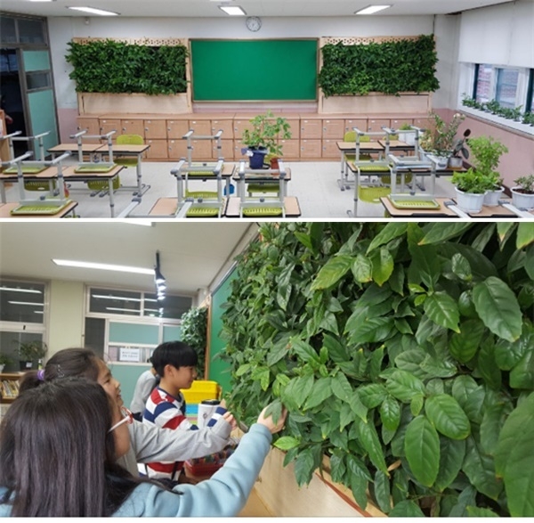 국립생물자원관이 서울삼양초등학교 교실에 설치한 빌레나무 식물벽의 시범사업 모습. [국립생물자원관]