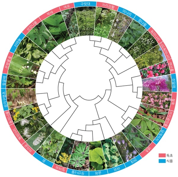 산나물과 독초 유전자신분증(DNA바코드) 구축 이미지 자료 / 국립생물자원관
