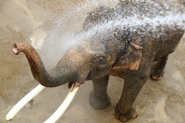 대구와 경북 일부 지역에 폭염특보가 내려진 3일 대구 중구 달성공원에서 더위에 지친 코끼리가 찬물에 샤워를 하고 있다.