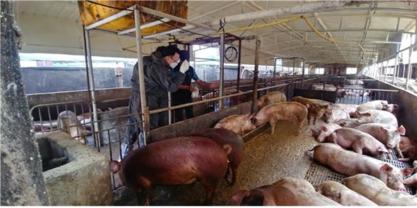 최종원 한강유역환경청장이 돼지 사육 농가를 방문해 돼지 상태를 살펴보고 있다. [한강청 제공]