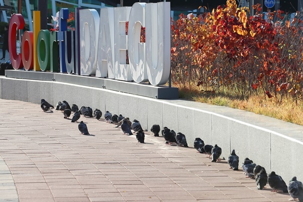 한파가 누그러져 영상의 기온을 회복한 21일 대구 동구 동대구역 광장에서 비둘기가 줄지어 햇볕을 쬐고 있다.