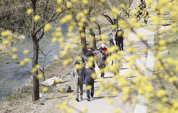 낮과 밤의 길이가 같아진다는 절기상 '춘분(春分)'인 20일 서울 청계천에 산수유가 피어있다.