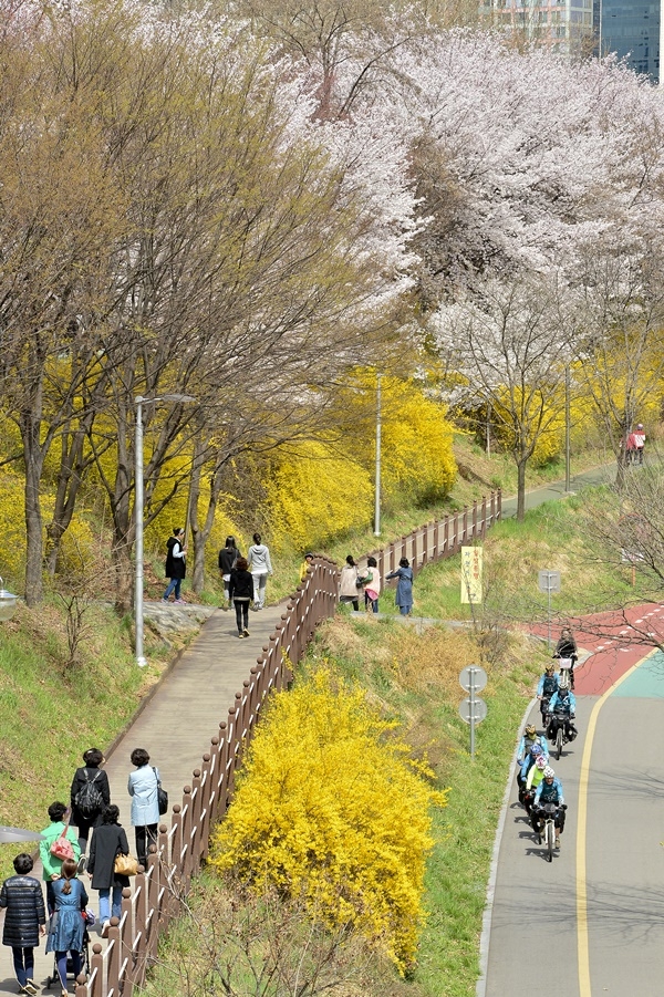 서울 양재천 벚꽃길을 걷는 시민들 [자료사진]