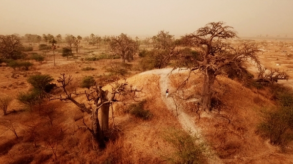 EBS 세계테마기행 ‘이것이 진짜 서아프리카’ 2부 ‘바오바브나무의 노래’