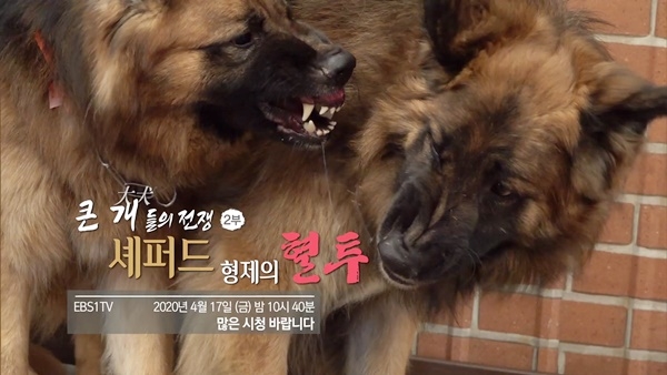 세상에 나쁜 개는 없다 시즌3 ‘큰 개들의 전쟁 2부 - 셰퍼드 형제의 혈투’