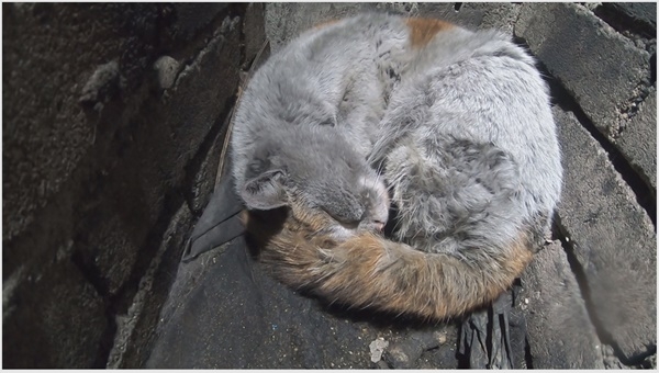 굴뚝에 빠진 고양이 / SBS 'TV 동물농장’