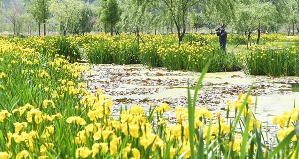 지난 12일 경남 거창군 남상면 거창창포원에서 봄바람에 하늘거리는 노란 창포꽃을 출사 나온 사진사가 카메라로 담고 있다. (거창군 제공)