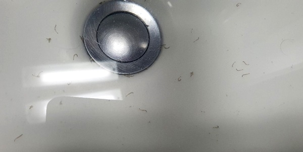15일 오전 4시쯤 인천시 부평구 갈산동의 한 아파트 수돗물에서 유충이 대량으로 발견됐다. (뉴스1 독자제공)