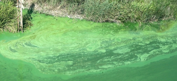 지난 2018년 8월 충남 부여군 백제보 일원의 금강 물줄기가 폭염으로 확산된 녹조로 녹색을 띄고 있는 모습. 2018.8.13