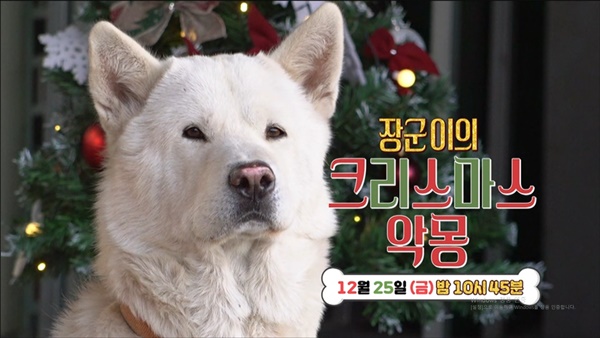 장군이의 크리스마스 악몽 / EBS 세상에 나쁜 개는 없다 시즌3
