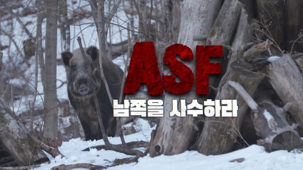 ASF - 남쪽을 사수하라 / EBS 세상을 잇는 ‘다큐 잇it’