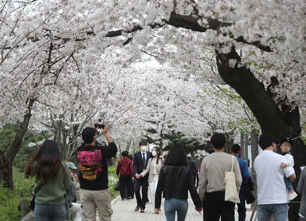 지난 2일 오후 서울 여의도 여의서로에서 시민들이 벚꽃 구경을 하고 있다. 기상청은 주말동안 전국에 다소 많은 비가 내리고 바람이 강하게 불어 벚꽃도 함께 떨어질 것으로 예보했다.