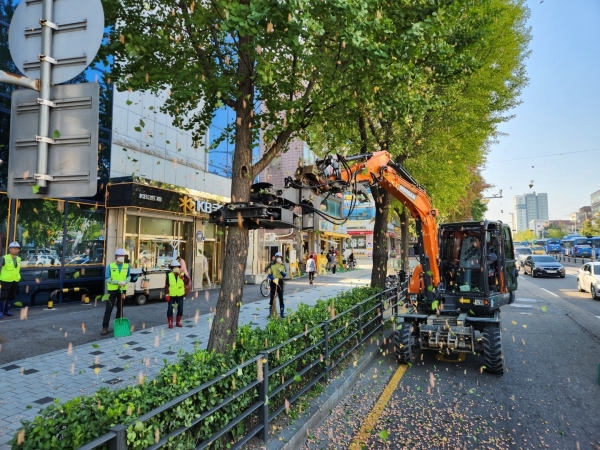 사진 - 서울 성북구에서 은행나무 가로수 열매 조기 채취 작업이 진행되고 있다. (서울시 제공)