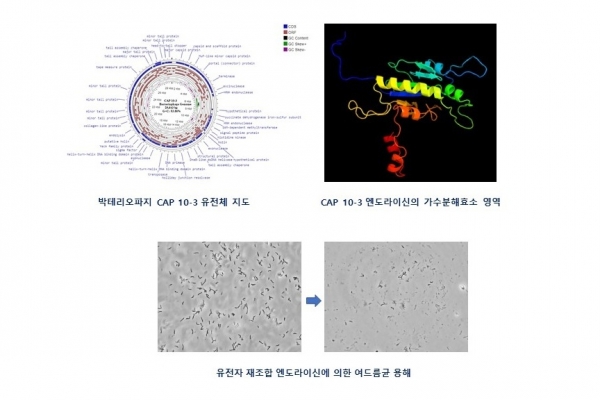 사진 -  4일 한국교통대학교는 생명공학전공 문기성 교수 연구팀이 여드름 치료용 차세대 항생제 후보물질을 개발했다고 밝혔다.(교통대 제공)