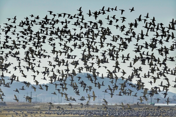 전남 순천에서 월동 중이던 기러기떼가 천연기념물 228호·환경부 지정 멸종위기 야생생물 2급 흑두루미가 앉아있는 하늘 위를 날고 있다.