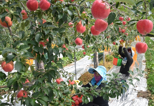 경남 거창군 고제면 땀내기 사과 농원에서 농민들이 추석 선물용 홍로사과를 수확하고 있다.