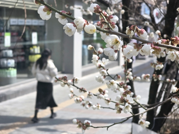 22일 오후, 봄꽃 소식을 전한 서울 종로구 종각역 인근.