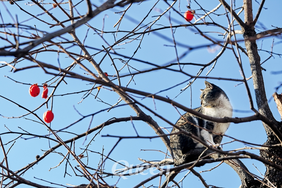 겨울 아침 햇볕을 즐기는 감나무 위의 고양이. 사진_양우영 기자