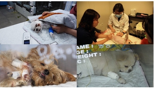 EBS 극한직업 ‘반려동물을 사수하라! - 동물병원 응급실과 애견훈련소’
