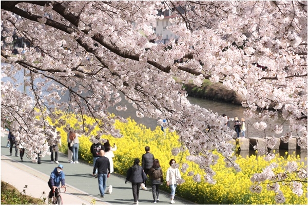 31일 오후 대전 동구 대동천 일원에서 시민들이 벚꽃 아래로 산책을 하고 있다.