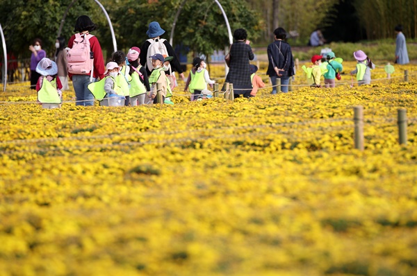 완연한 가을 날씨를 보이는 19일 울산 태화강 국가정원을 찾은 어린이들이 활짝 핀 노란 국화를 감상하고 있다.