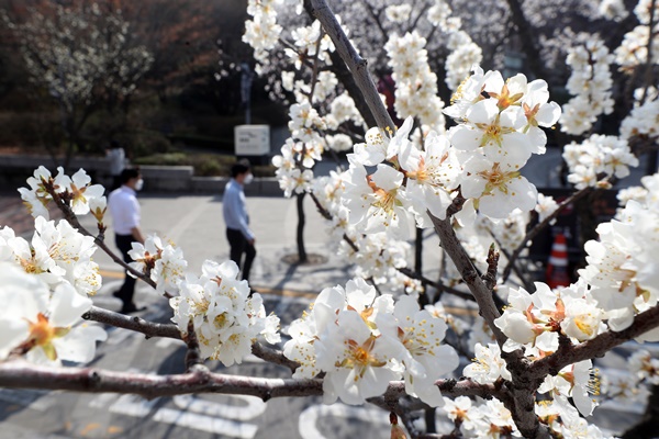예년기온을 훌쩍 웃도는 따뜻한 날씨가 이어진 25일 오후 서울 중구 덕수궁 돌담길에서 에서 시민들이 벚꽃을 바라보며 산책하고 있다. 이날 기상청은 "서울의 벚꽃이 24일 개화했다"고 발표했다. 이는 1922년 서울 벚꽃 관측을 시작한 이후 가장 빠른 시점이다.