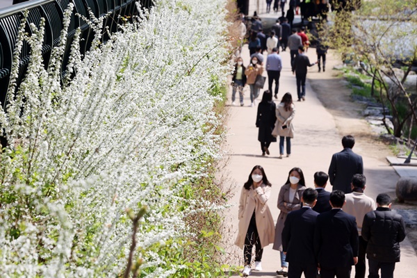 포근한 봄 날씨가 이어진 6일 오전 서울 종로구 청계천에서 시민들이 조팝나무 아래로 산책을 즐기고 있다.