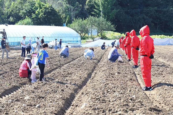 케이인삼청년농업인 체험행사-소비자들이 인삼 수확 체험을 하고 있다