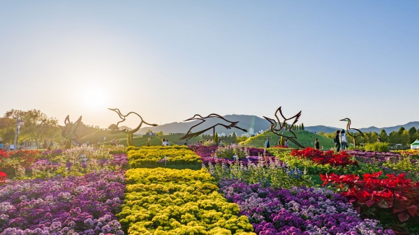 사진 - 전남 순천만국제정원박람회장에 형형색색 가을꽃이 피어 있다.(순천시 제공)