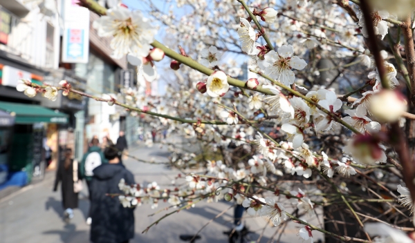 19일, 서울 종각역 인근에 봄을 알리는 매화꽃이 폈다.