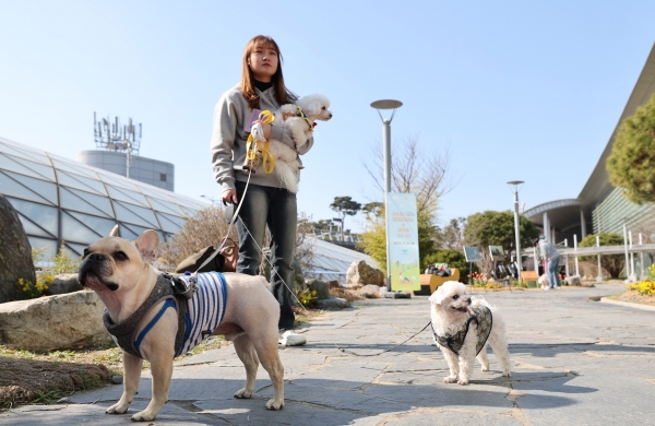 21일 인천국제공항 제1여객터미널에 오픈한 애견편의시설 '펫가든'을 찾은 시민이 반려견과 산책하고 있다.